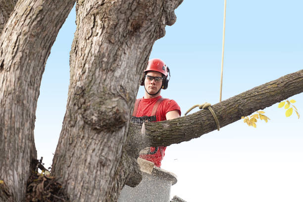 How Our Tree Care Process Works  in  South Rockwood, MI